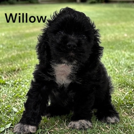 puppy, for, sale, Cocker Spaniel, Joe & Cherri  Overlease, dog, breeder, Miller, MO, dog-breeder, puppy-for-sale, forsale, nearby, find, puppyfind, locator, puppylocator, aca